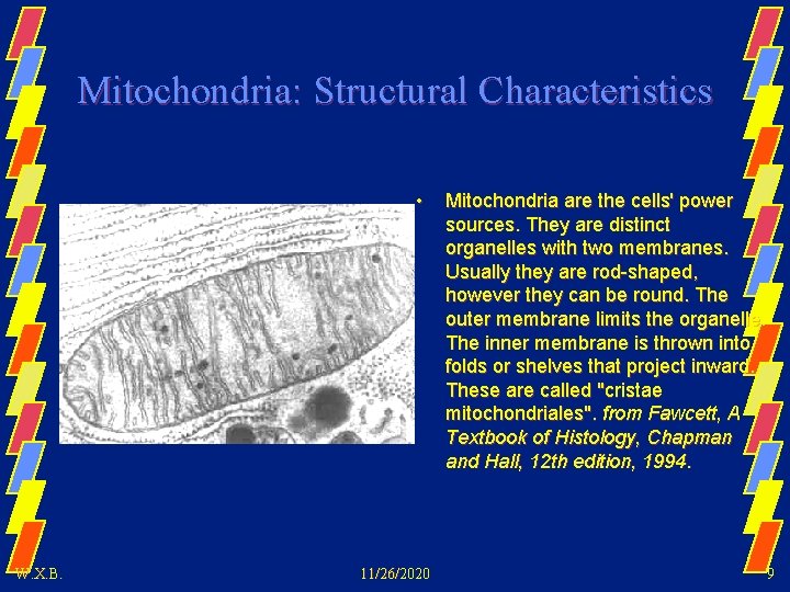 Mitochondria: Structural Characteristics • W. X. B. 11/26/2020 Mitochondria are the cells' power sources.