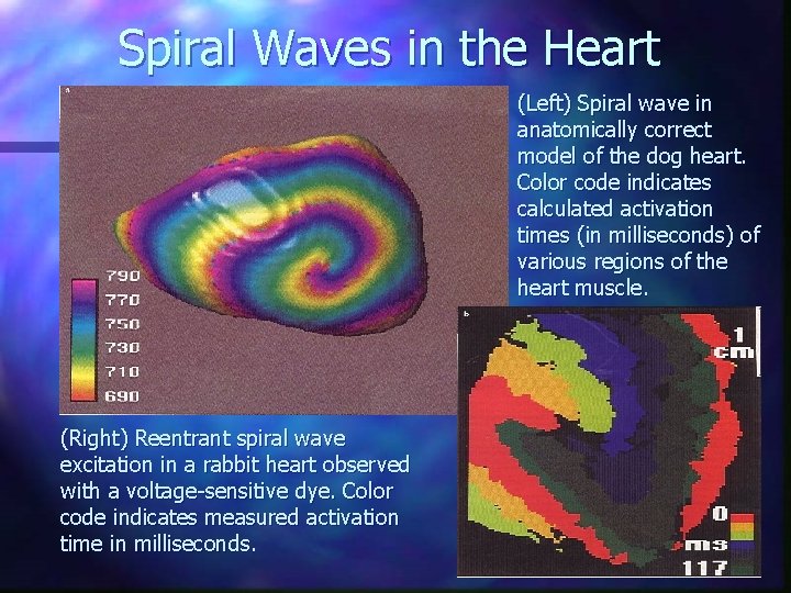 Spiral Waves in the Heart (Left) Spiral wave in anatomically correct model of the