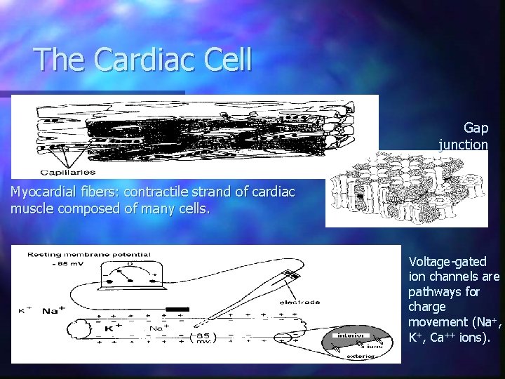 The Cardiac Cell Gap junction Myocardial fibers: contractile strand of cardiac muscle composed of