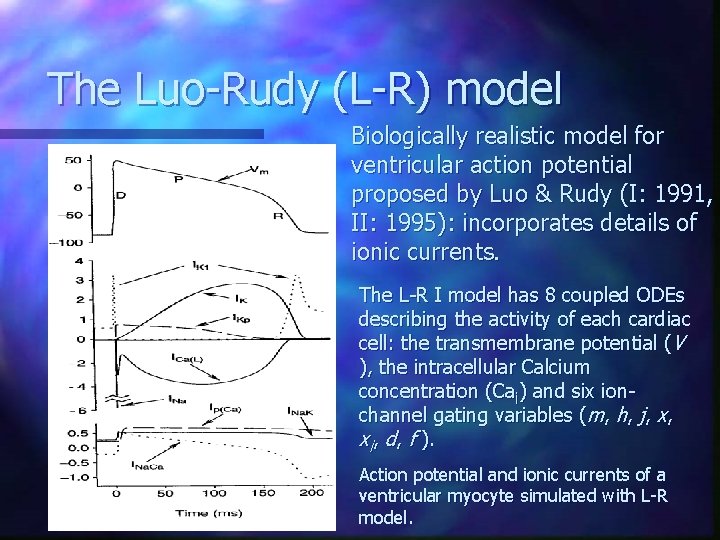 The Luo-Rudy (L-R) model Biologically realistic model for ventricular action potential proposed by Luo