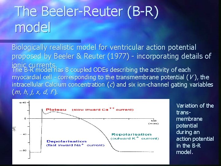 The Beeler-Reuter (B-R) model Biologically realistic model for ventricular action potential proposed by Beeler
