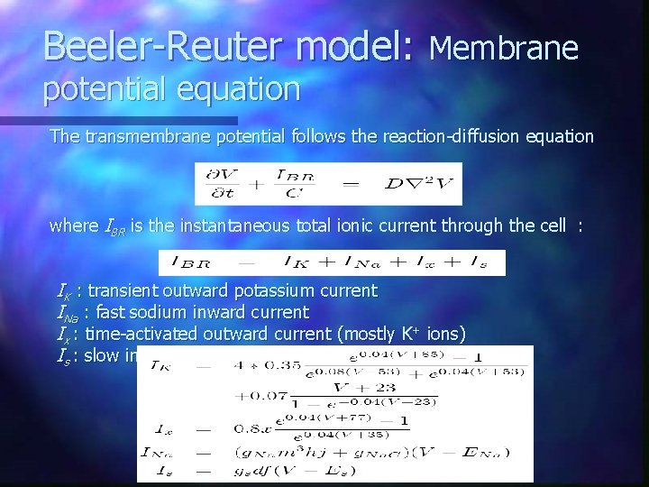 Beeler-Reuter model: Membrane potential equation The transmembrane potential follows the reaction-diffusion equation where IBR