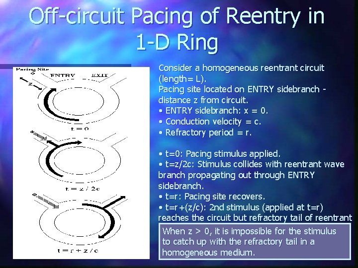 Off-circuit Pacing of Reentry in 1 -D Ring Consider a homogeneous reentrant circuit (length=