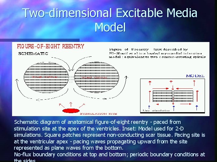 Two-dimensional Excitable Media Model Schematic diagram of anatomical figure-of-eight reentry - paced from stimulation