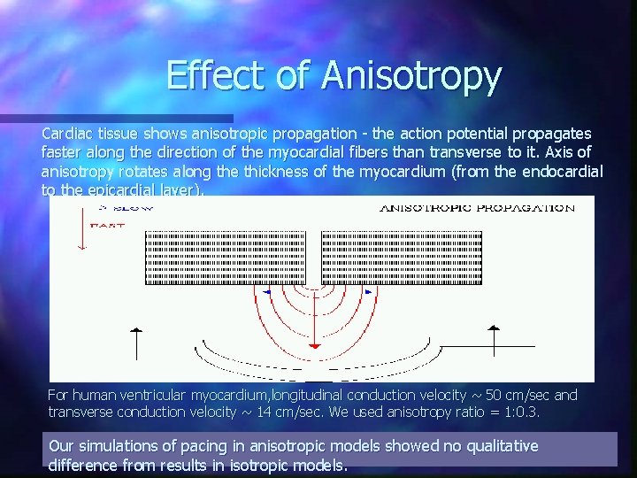 Effect of Anisotropy Cardiac tissue shows anisotropic propagation - the action potential propagates faster