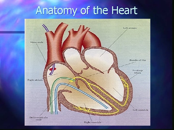 Anatomy of the Heart 