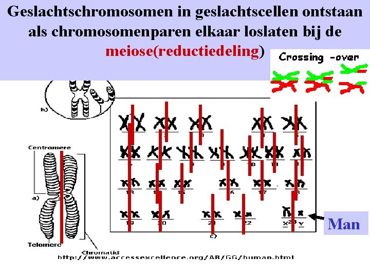 Geslachtschromosomen in geslachtscellen ontstaan als chromosomenparen elkaar loslaten bij de meiose(reductiedeling) Man 