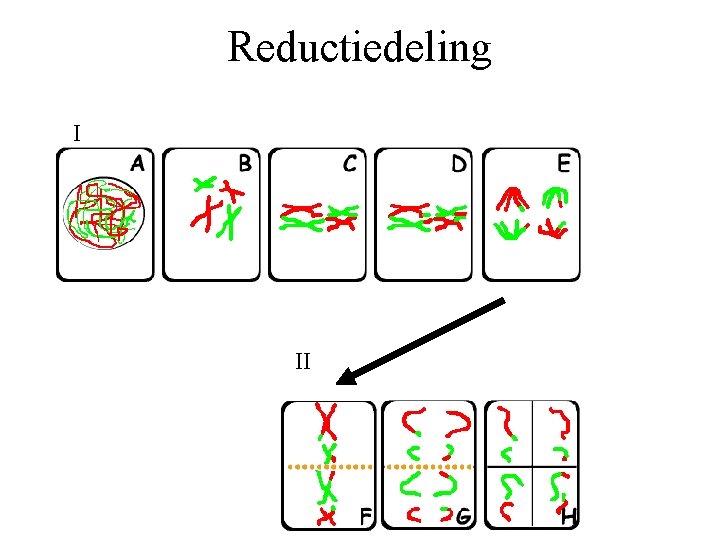 Reductiedeling I II 