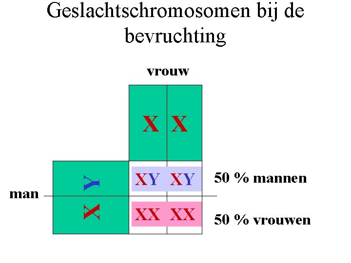 Geslachtschromosomen bij de bevruchting vrouw man X Y X X XY XY 50 %