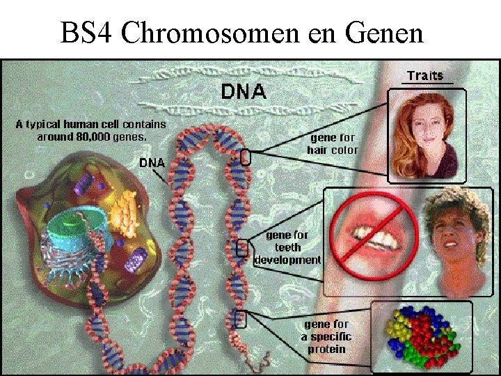 BS 4 Chromosomen en Genen 