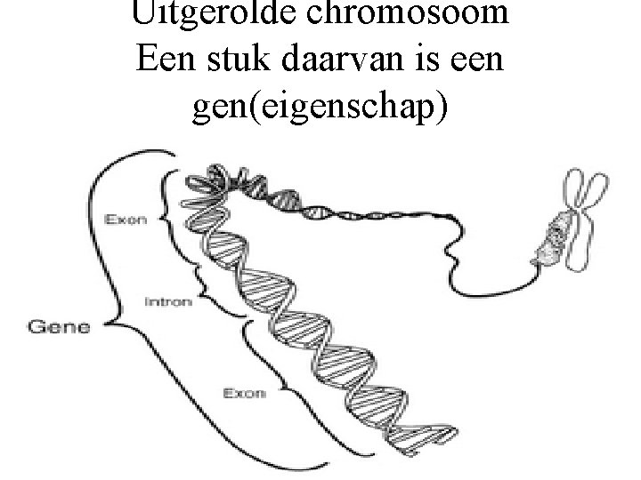 Uitgerolde chromosoom Een stuk daarvan is een gen(eigenschap) 