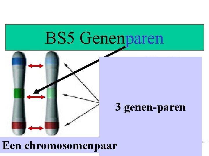 BS 5 Genenparen 3 genen-paren Een chromosomenpaar 