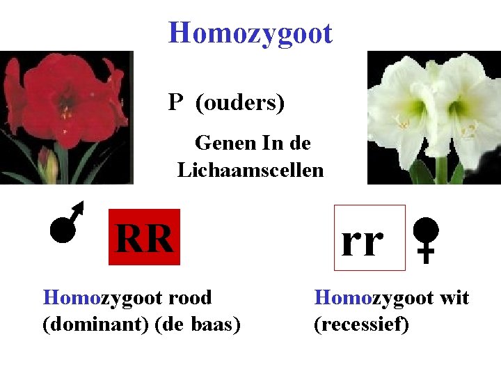 Homozygoot P (ouders) Genen In de Lichaamscellen RR Homozygoot rood (dominant) (de baas) rr