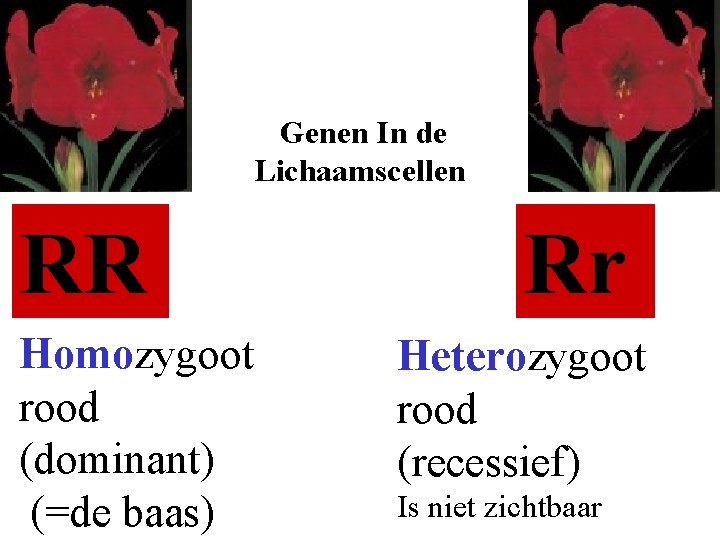 Genen In de Lichaamscellen RR Homozygoot rood (dominant) (=de baas) Rr Heterozygoot rood (recessief)