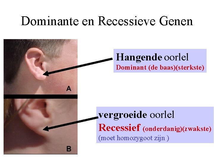 Dominante en Recessieve Genen Hangende oorlel Dominant (de baas)(sterkste) vergroeide oorlel Recessief (onderdanig)(zwakste) (moet