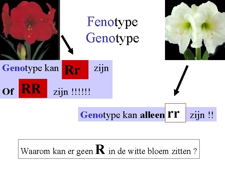 Fenotype Genotype kan Of RR zijn Rr zijn !!!!!! Genotype kan alleen rr zijn