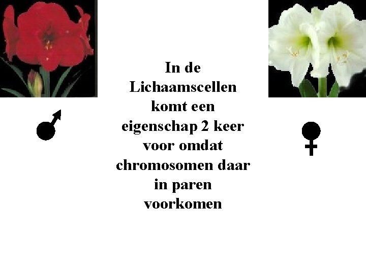 In de Lichaamscellen komt een eigenschap 2 keer voor omdat chromosomen daar in paren