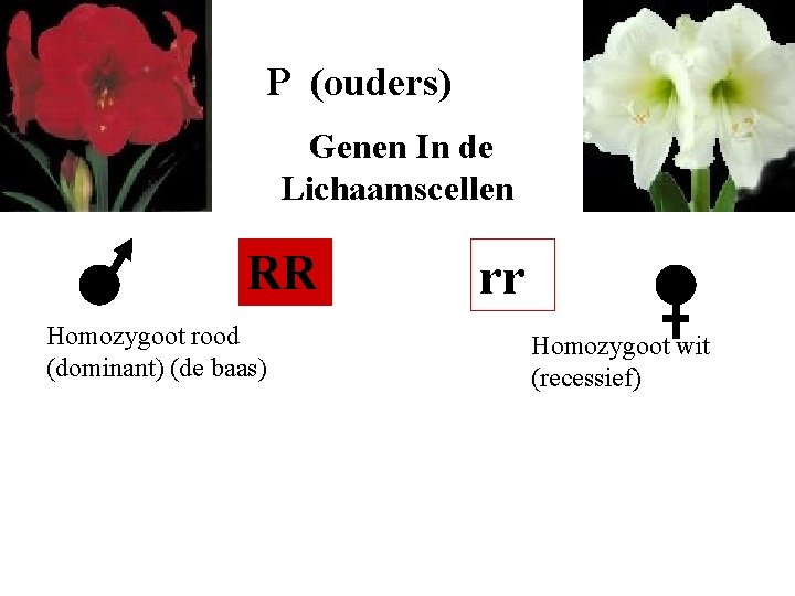 P (ouders) Genen In de Lichaamscellen RR Homozygoot rood (dominant) (de baas) rr Homozygoot