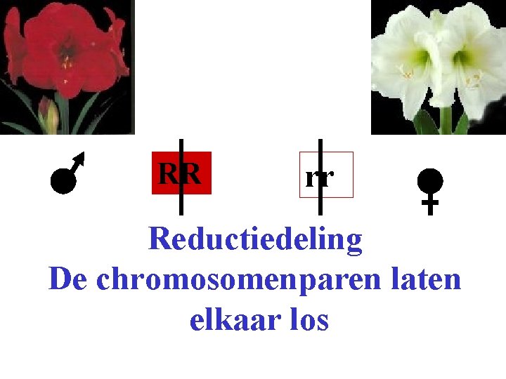 RR rr Reductiedeling De chromosomenparen laten elkaar los 