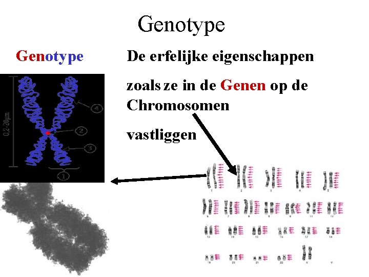 Genotype De erfelijke eigenschappen zoals ze in de Genen op de Chromosomen vastliggen 