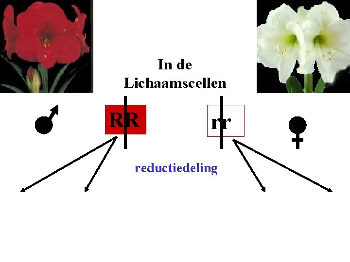 In de Lichaamscellen RR rr reductiedeling 