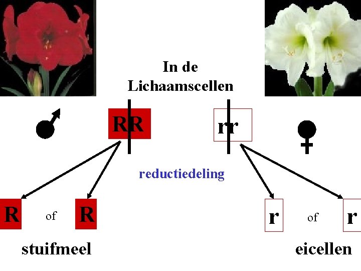 In de Lichaamscellen RR rr reductiedeling R of R stuifmeel r of r eicellen