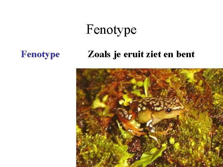 Fenotype Zoals je eruit ziet en bent 