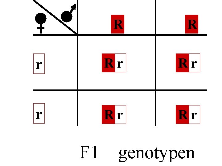 R R r Rr Rr F 1 genotypen 