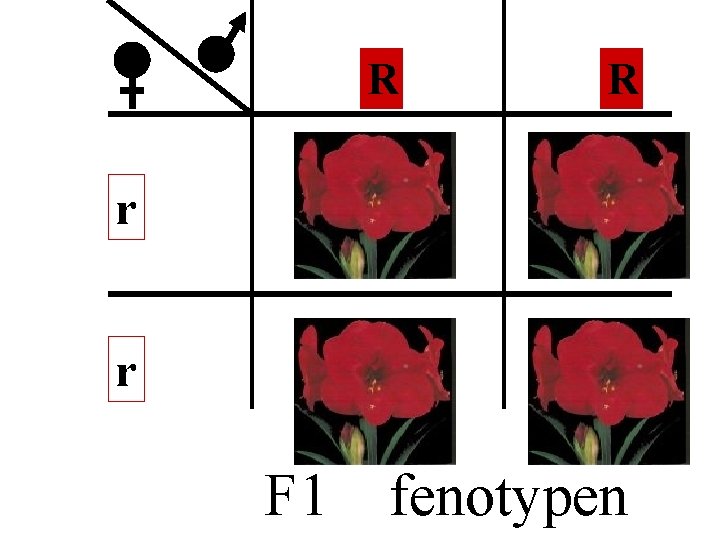 R R r Rr Rr rr F 1 fenotypen 