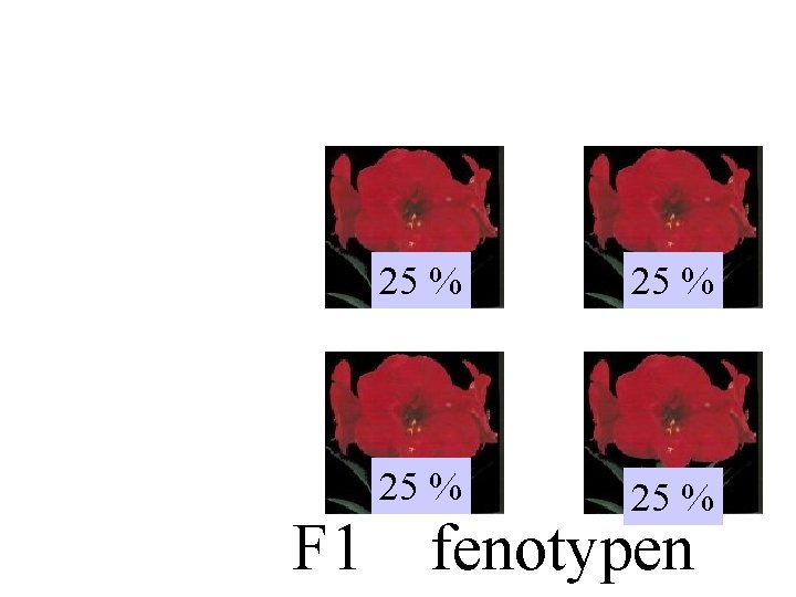 Rr Rr 25 % F 1 rr 25 % fenotypen 