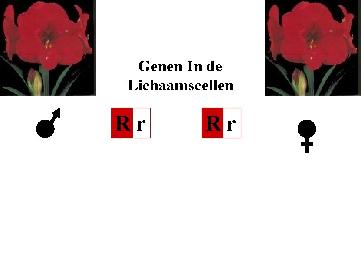 Genen In de Lichaamscellen Rr Rr 