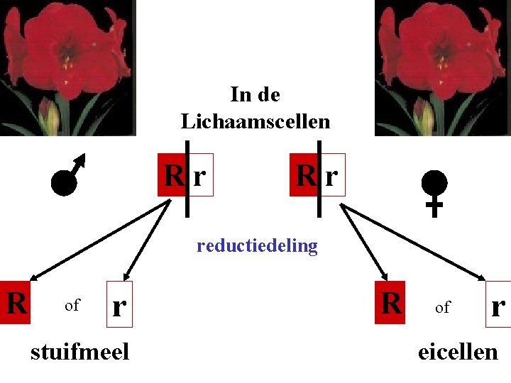 In de Lichaamscellen Rr Rr reductiedeling R of r stuifmeel R of r eicellen