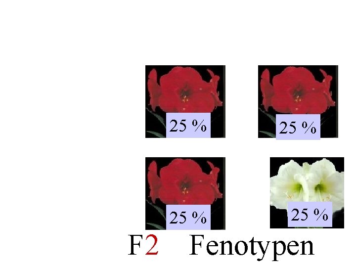 RR rr rr 25 % Rr rr 25 % F 2 Fenotypen 