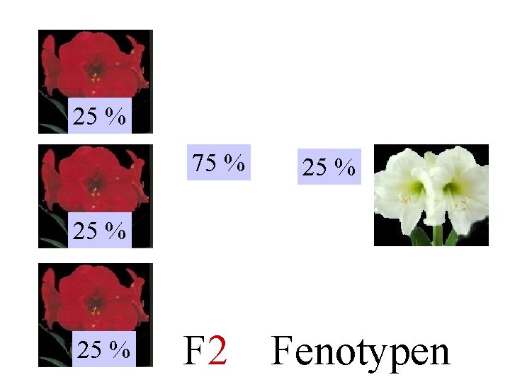 RR 25 % Rr 75 % 25 % rr rr 25 % F 2