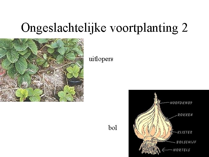 Ongeslachtelijke voortplanting 2 uitlopers bol 