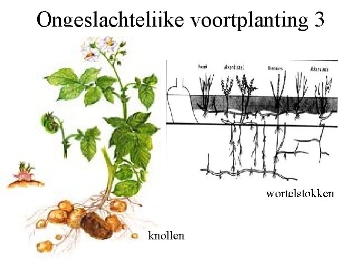 Ongeslachtelijke voortplanting 3 wortelstokken knollen 