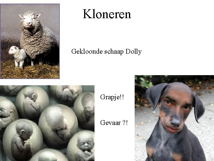 Kloneren Gekloonde schaap Dolly Grapje!! Gevaar ? ! 