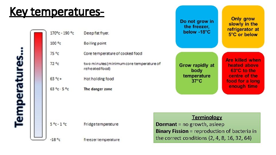 Key temperatures- Terminology Dormant = no growth, asleep Binary Fission = reproduction of bacteria