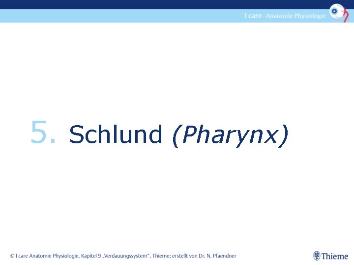 5. Schlund (Pharynx) 