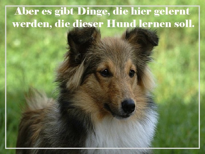 Aber es gibt Dinge, die hier gelernt werden, dieser Hund lernen soll. 