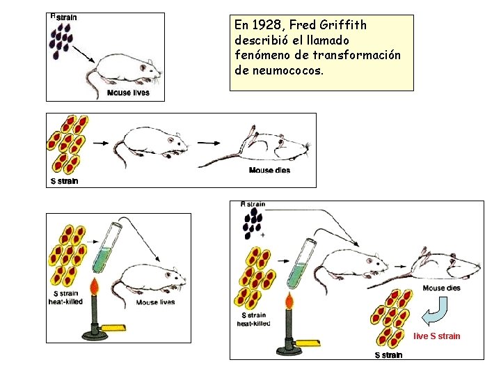 En 1928, Fred Griffith describió el llamado fenómeno de transformación de neumococos. live S