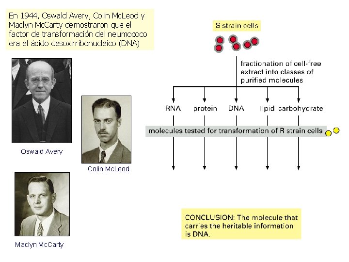 En 1944, Oswald Avery, Colin Mc. Leod y Maclyn Mc. Carty demostraron que el