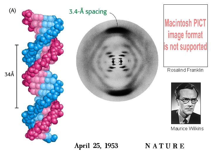Rosalind Franklin Maurice Wilkins 