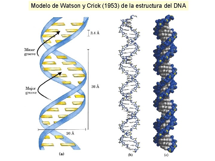 Modelo de Watson y Crick (1953) de la estructura del DNA 