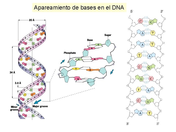 Apareamiento de bases en el DNA 