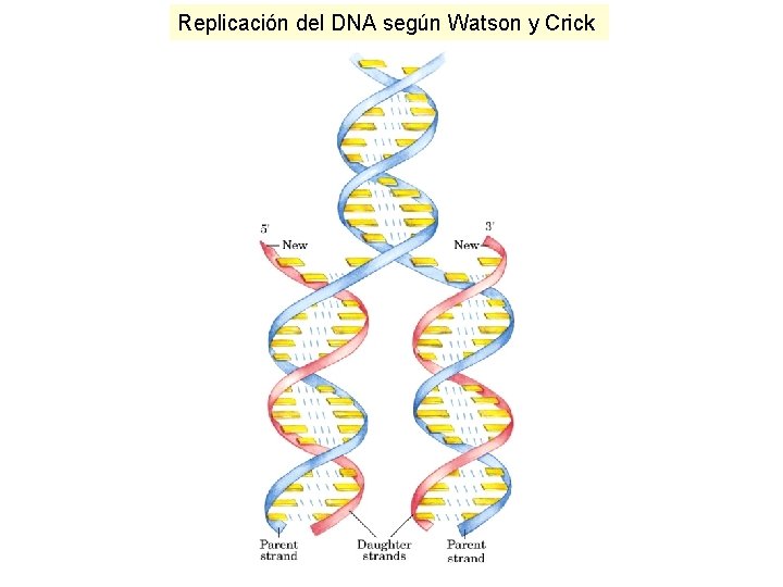 Replicación del DNA según Watson y Crick 