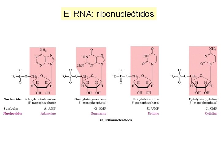 El RNA: ribonucleótidos 