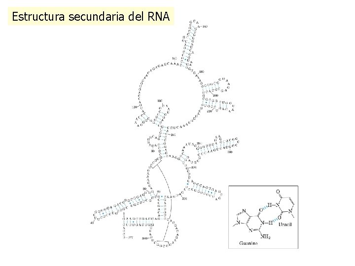 Estructura secundaria del RNA 
