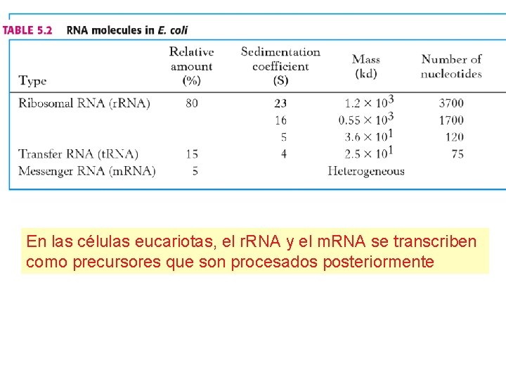 En las células eucariotas, el r. RNA y el m. RNA se transcriben como