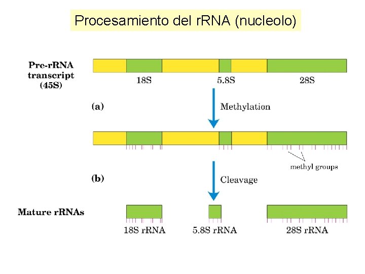 Procesamiento del r. RNA (nucleolo) 